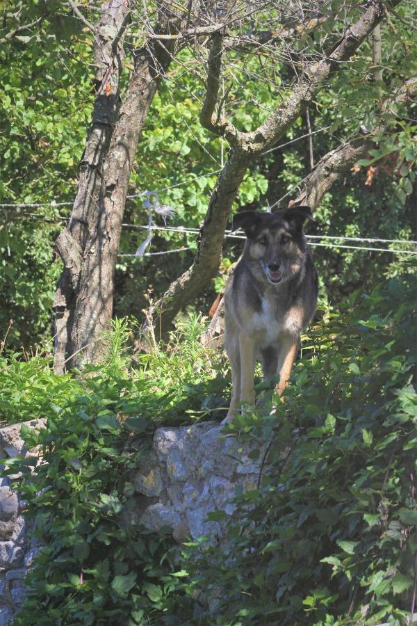 Russan Studio Gard Calme Et Nature מראה חיצוני תמונה