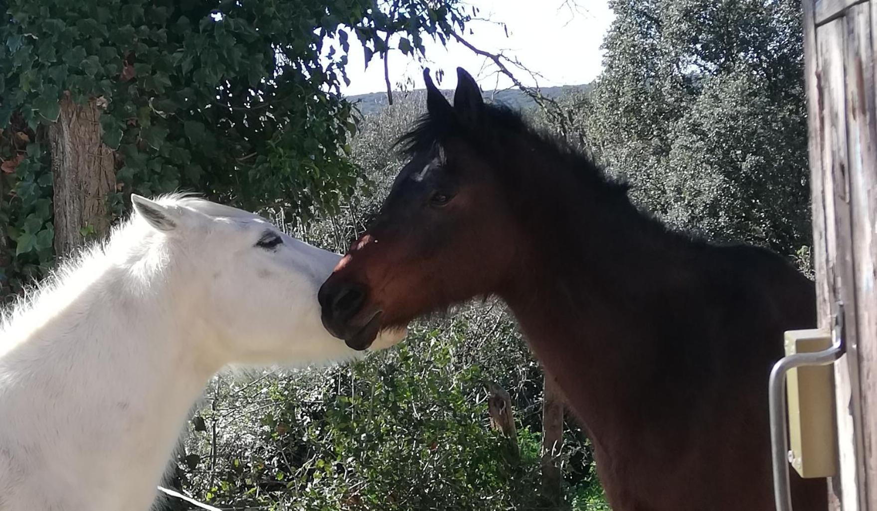 Russan Studio Gard Calme Et Nature חדר תמונה